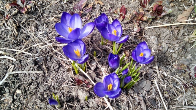 spring flowers