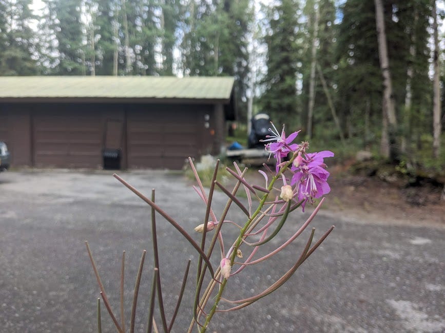 bits of fireweed blossoms