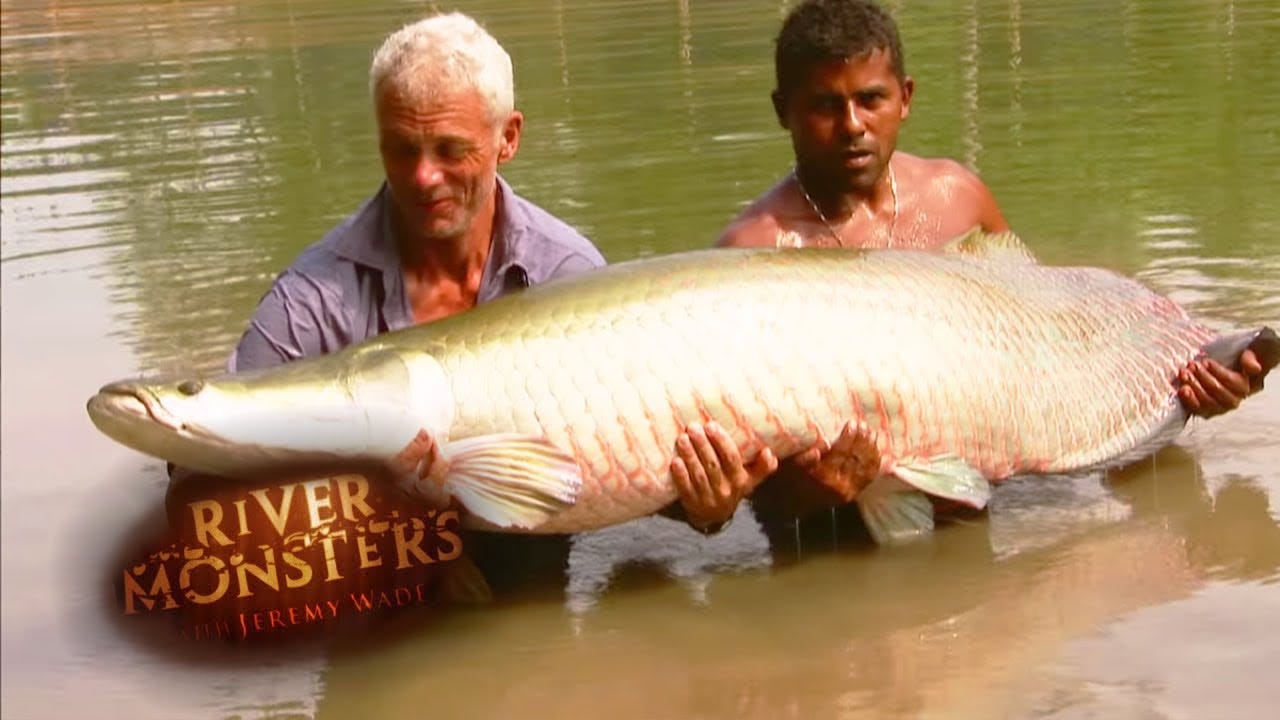 The BIGGEST Arapaima Jeremy Wade Has EVER Caught | ARAPAIMA | River ...