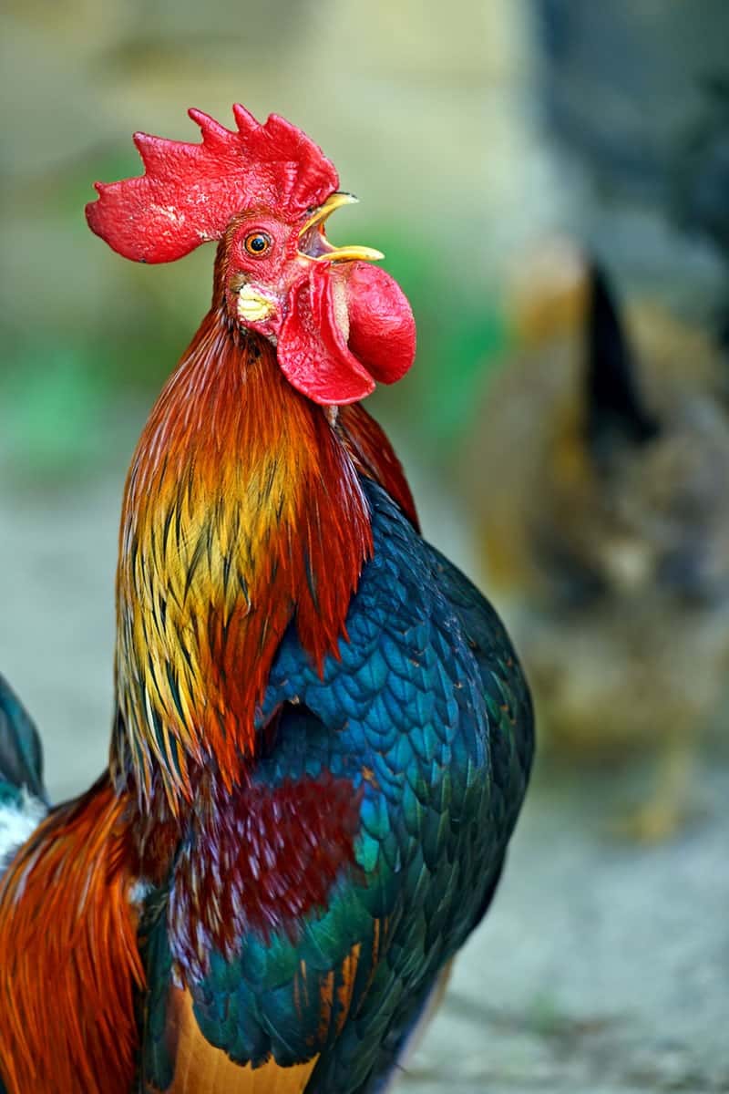 Pros And Cons Of Having A Rooster: Should You Keep A Rooster - Homestead Acres