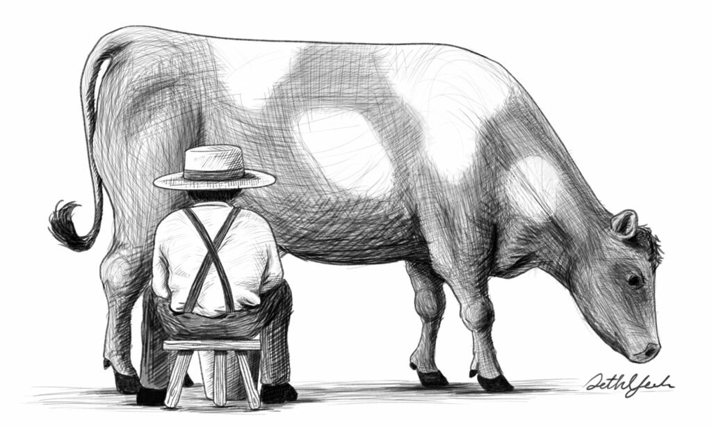 Sketch of an Amish boy milking a cow