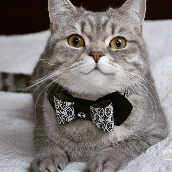 Personalized Cat Collar Cat Bow Tie Custom Cat Collar Leather - Etsy