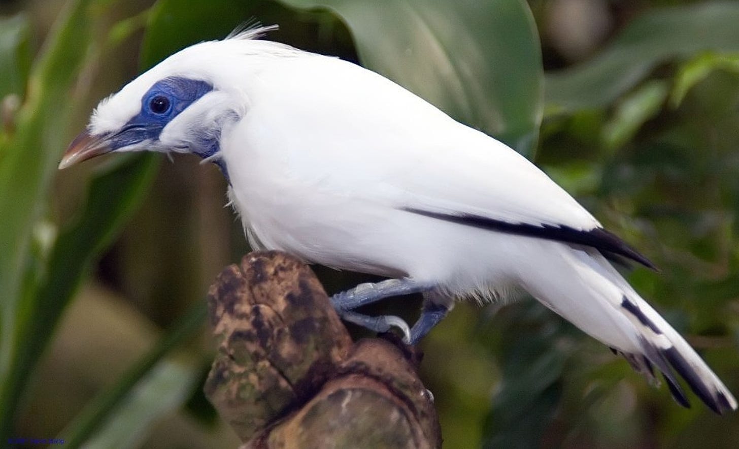 White and blue bali Myna bird