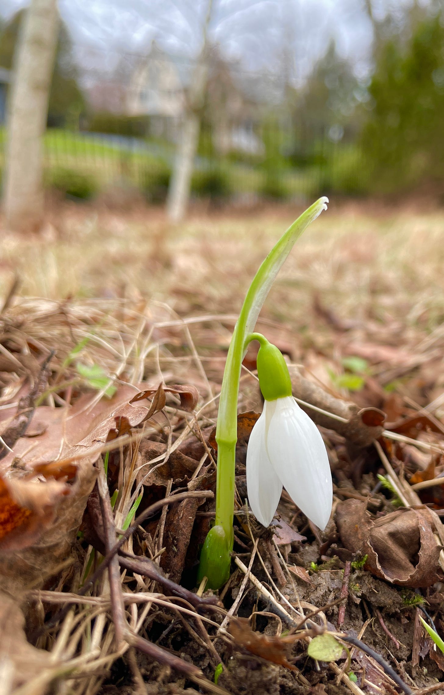 Snowdrops can start very early in winter. I have reliably had a few Galanthus elwesii up each year at Christmas for the past few years. 