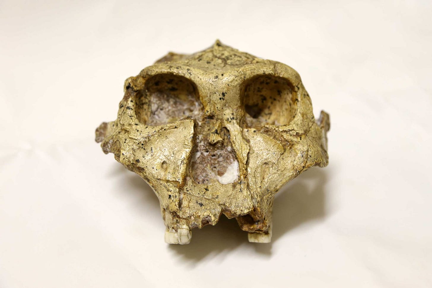 A fossil skull of Paranthropus robustus seen from the front with a white background A fossil skull of Paranthropus robustus seen from the front with a white background