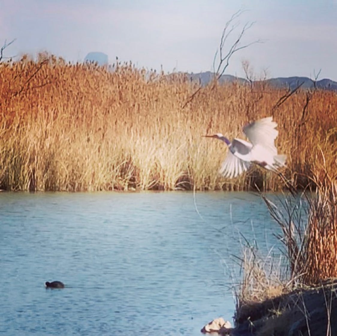 An egret takes flight over blue water surrounded by yellow grass