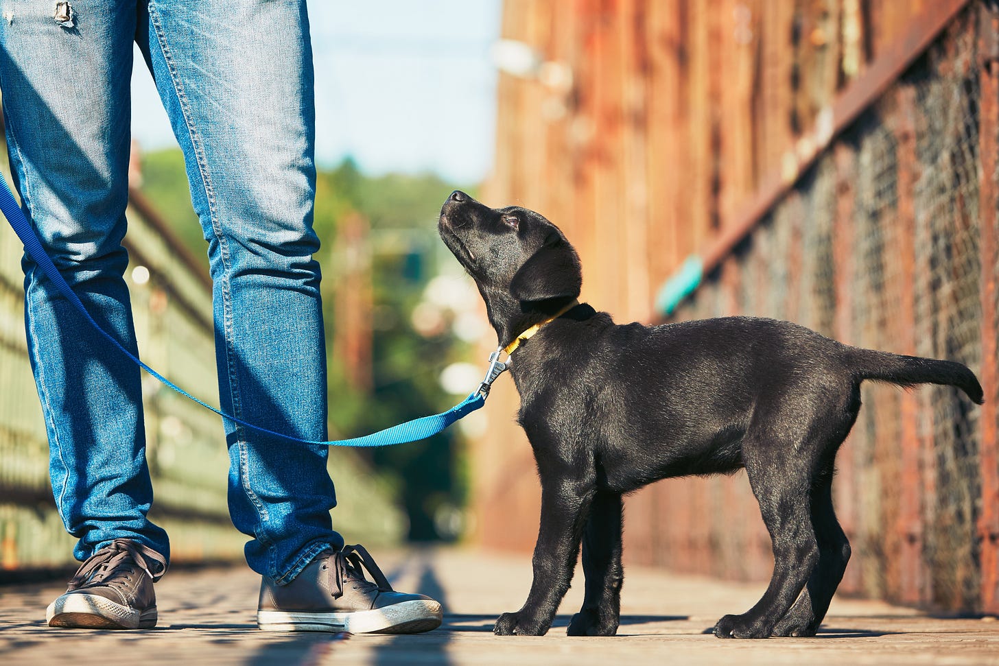 A person and puppy stand on a sidewalk. The puppy is gazing up at the person, and only the person's denim colored legs and sneaker clad feet are visible.