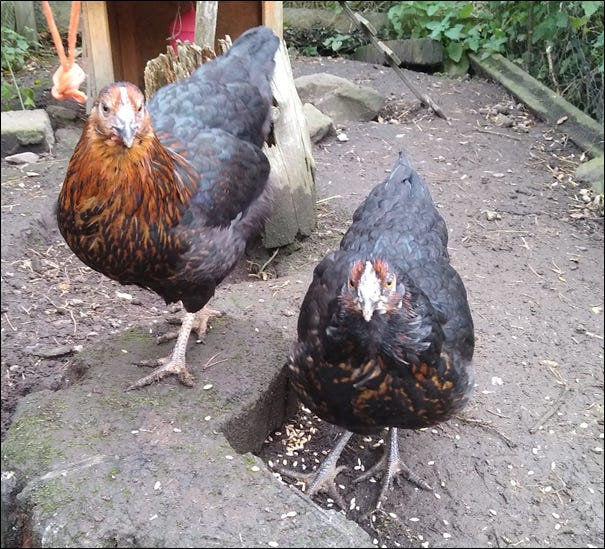 Photo of two blackrock hens