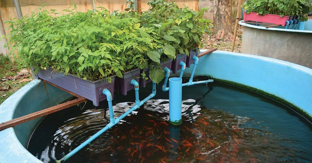 Koi Aquaponics Setup - Why Build a Sustainable System