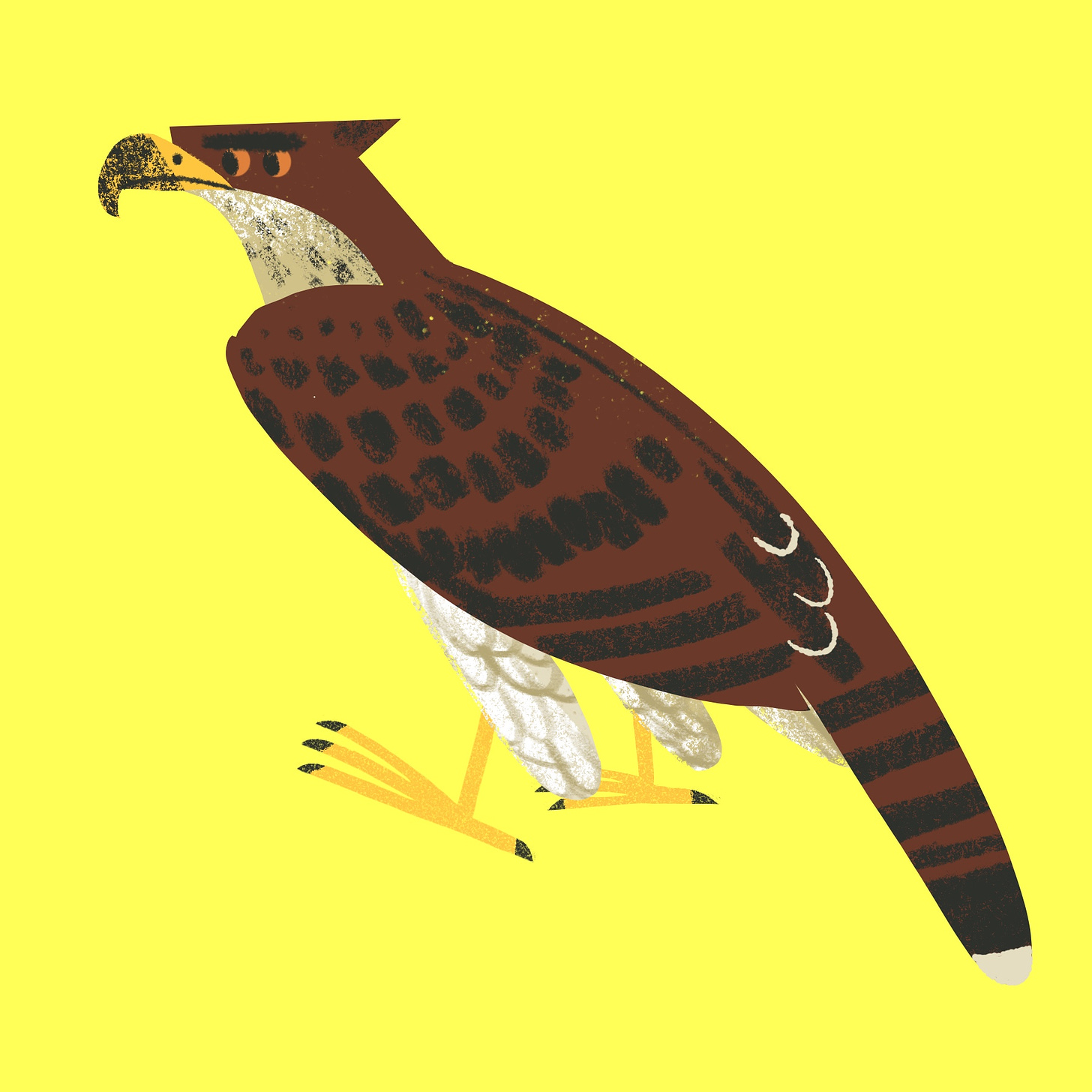 new guinea harpy eagle illustration purposeful practice challenge Kayla Stark