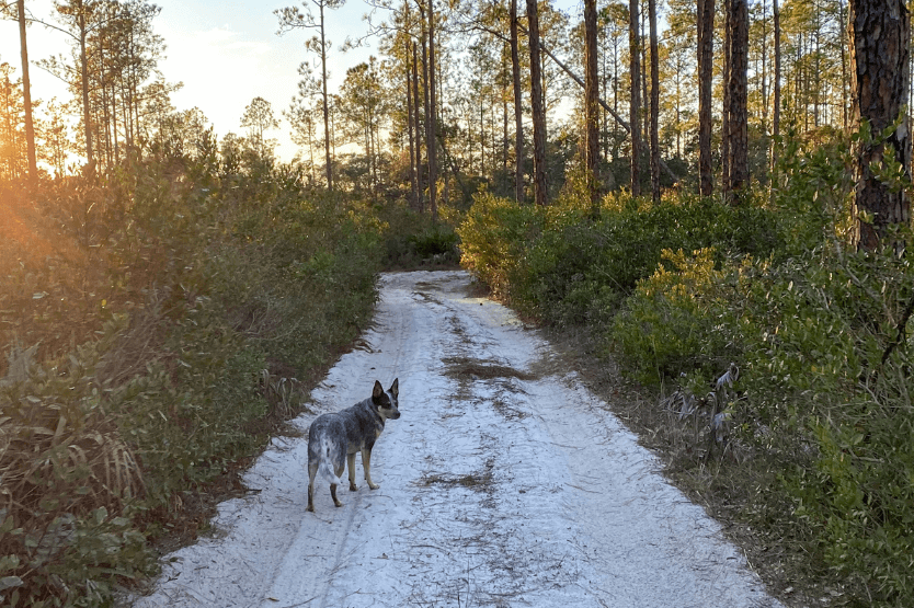 On off-leash blue heeler stands on a sandy forest trail at sunset, looking back at the camera