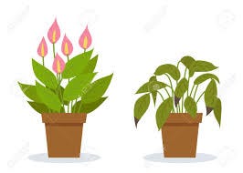 Plant Withering. Two Vector Scenes With A Healthy And A Wilting Plant.  Flower Care, House Plant Care Mistakes. Spathiphyllum. Royalty Free SVG,  Cliparts, Vectors, And Stock Illustration. Image 170617145.