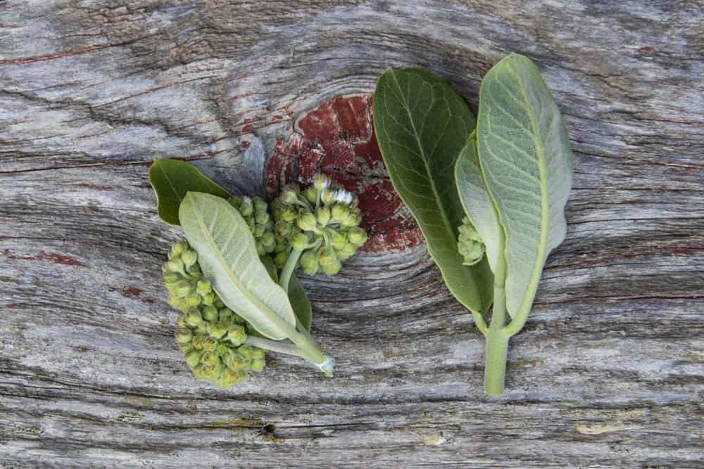 Milkweed bud clusters