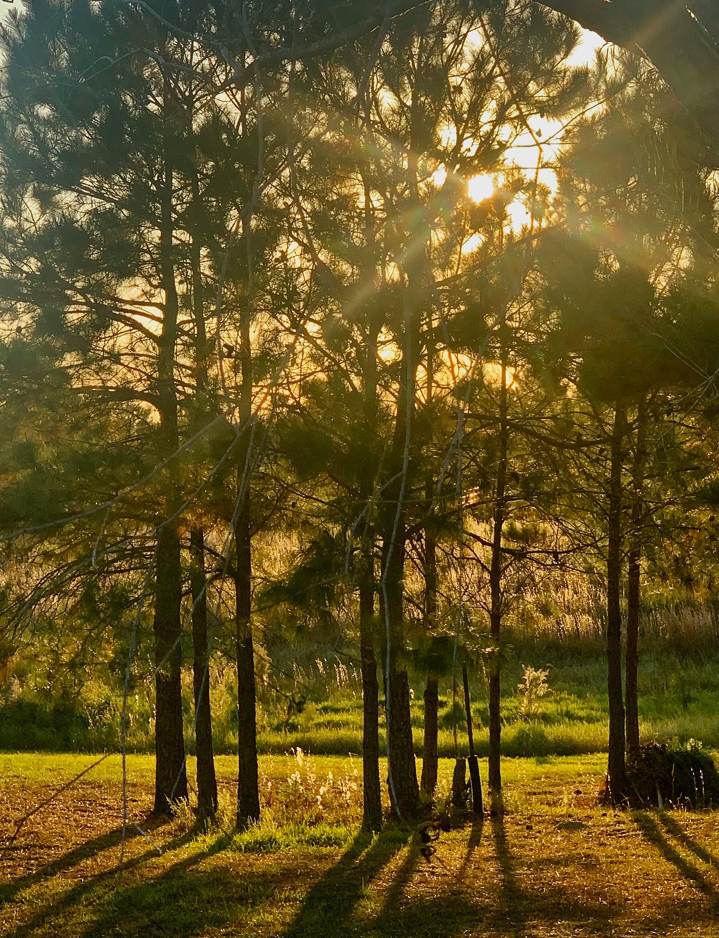 The sun shines through the pine trees with sunray peaking through the limbs