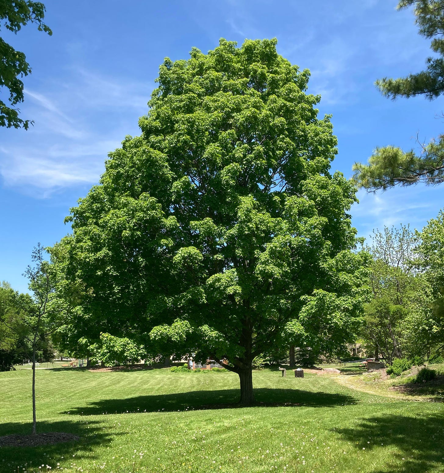 A wide-spreading maple tree in a landscaped park