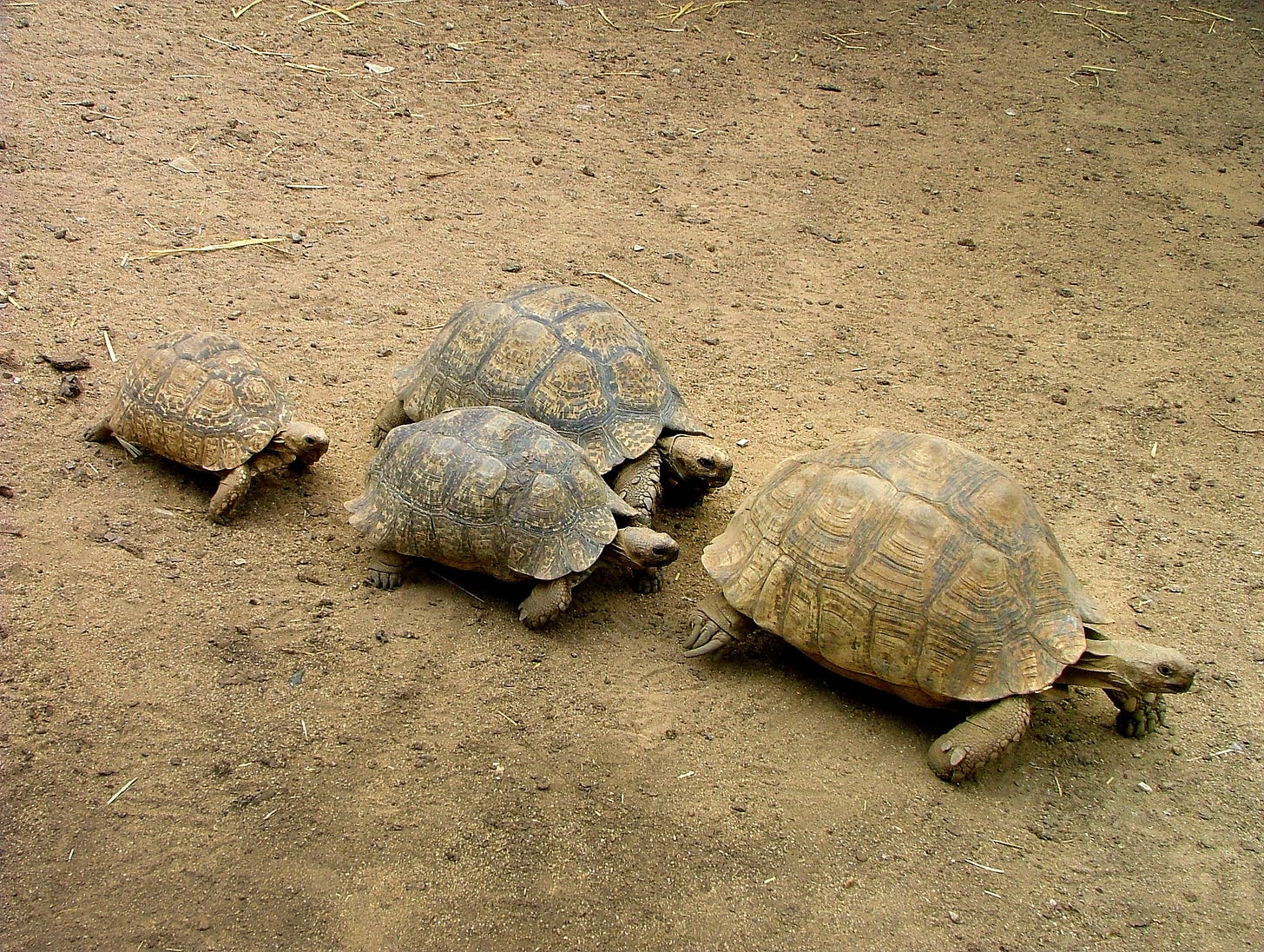 A picture of four tortoises walking across a dirt road