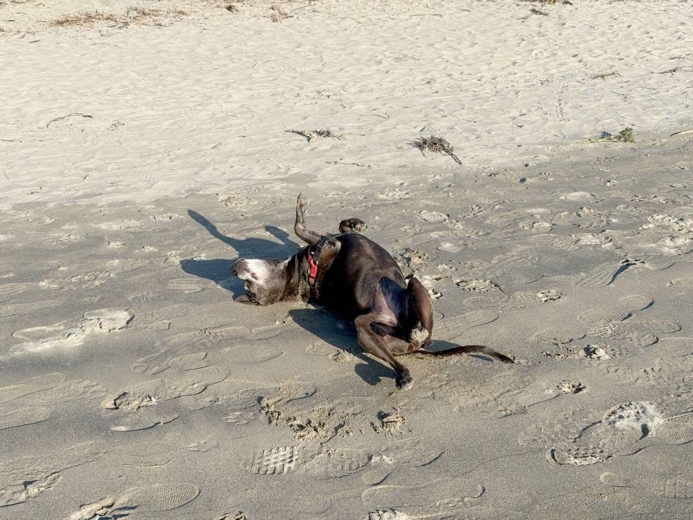 Cleo having a joyful roll on the beach