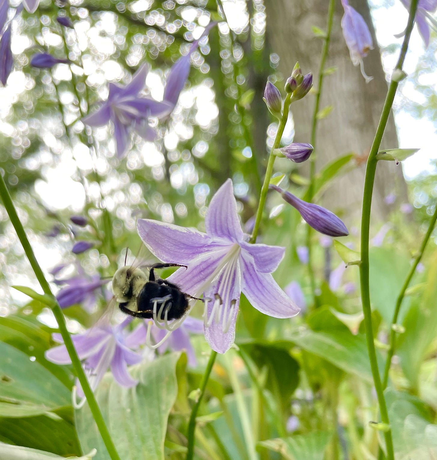 Bumblebee on a late-flowering hosta in the Woodland. You can see the pollen being rubbed on her back. 