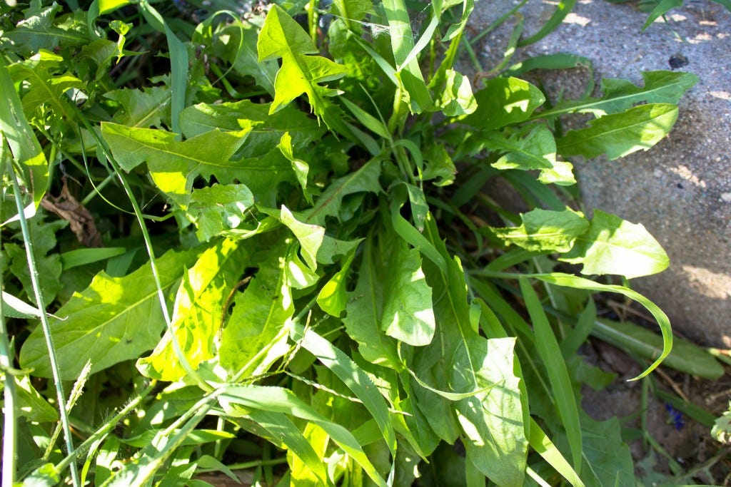 Wild Chicory 