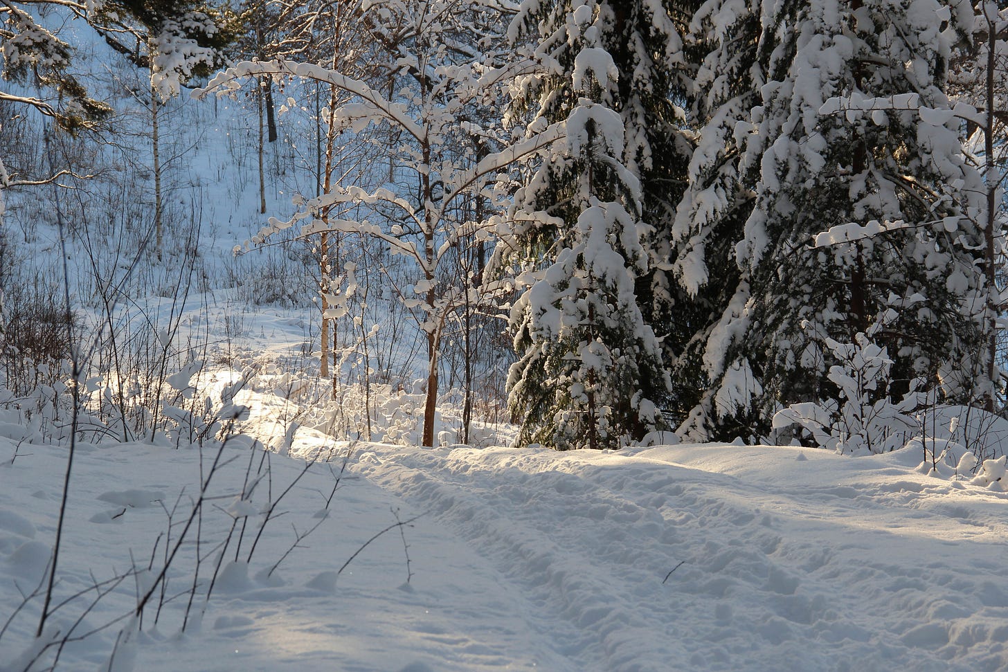 Snowy footpath in a forest, with a glimpse of sunshine