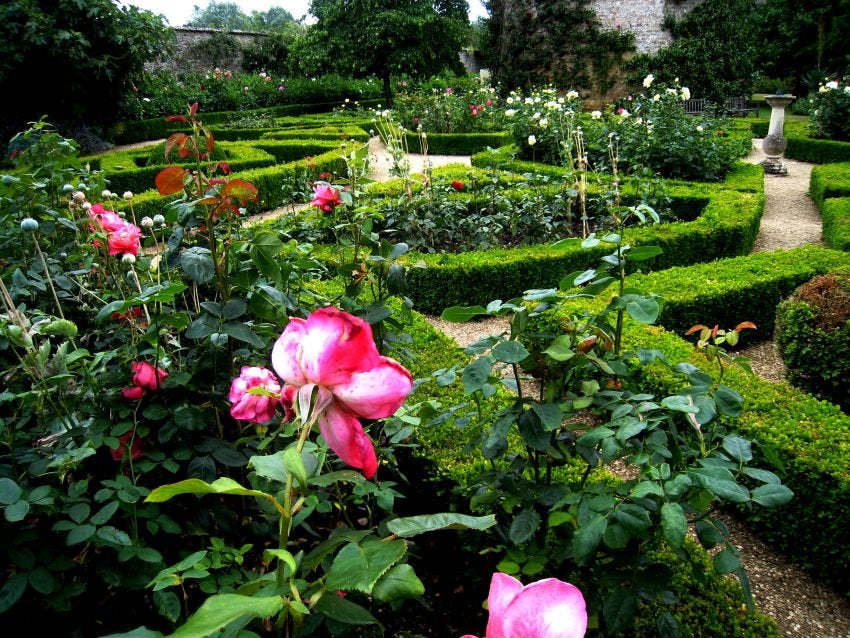 Rose garden at Rousham copyright Anne Wareham