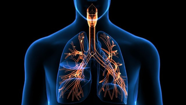 Respiratory System Background Images – Browse 20,082 Stock Photos, Vectors,  and Video | Adobe Stock