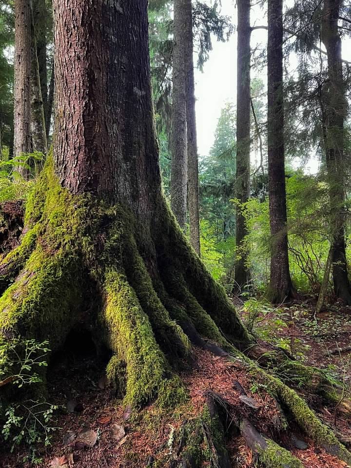 the moss-covered roots of an ancient tree in an old growth temperate rainforest