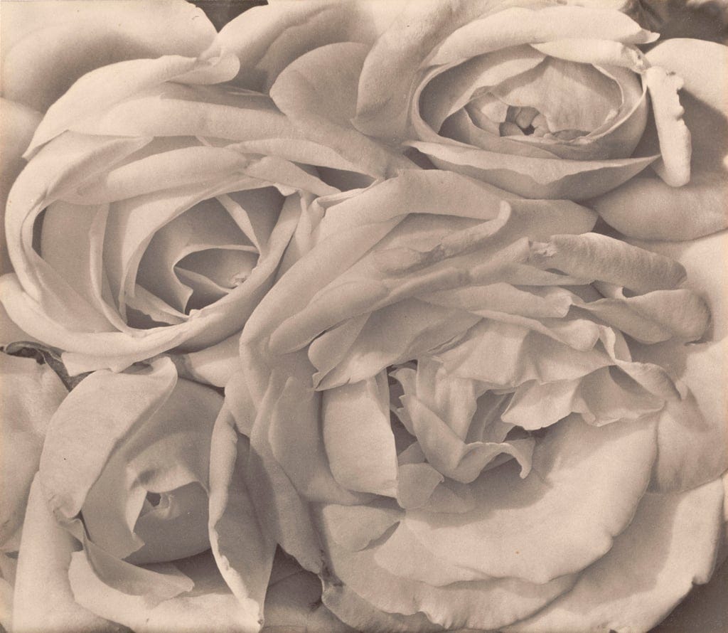 Black and white (by which I mean a delicate grey) photo of roses in extreme close up.