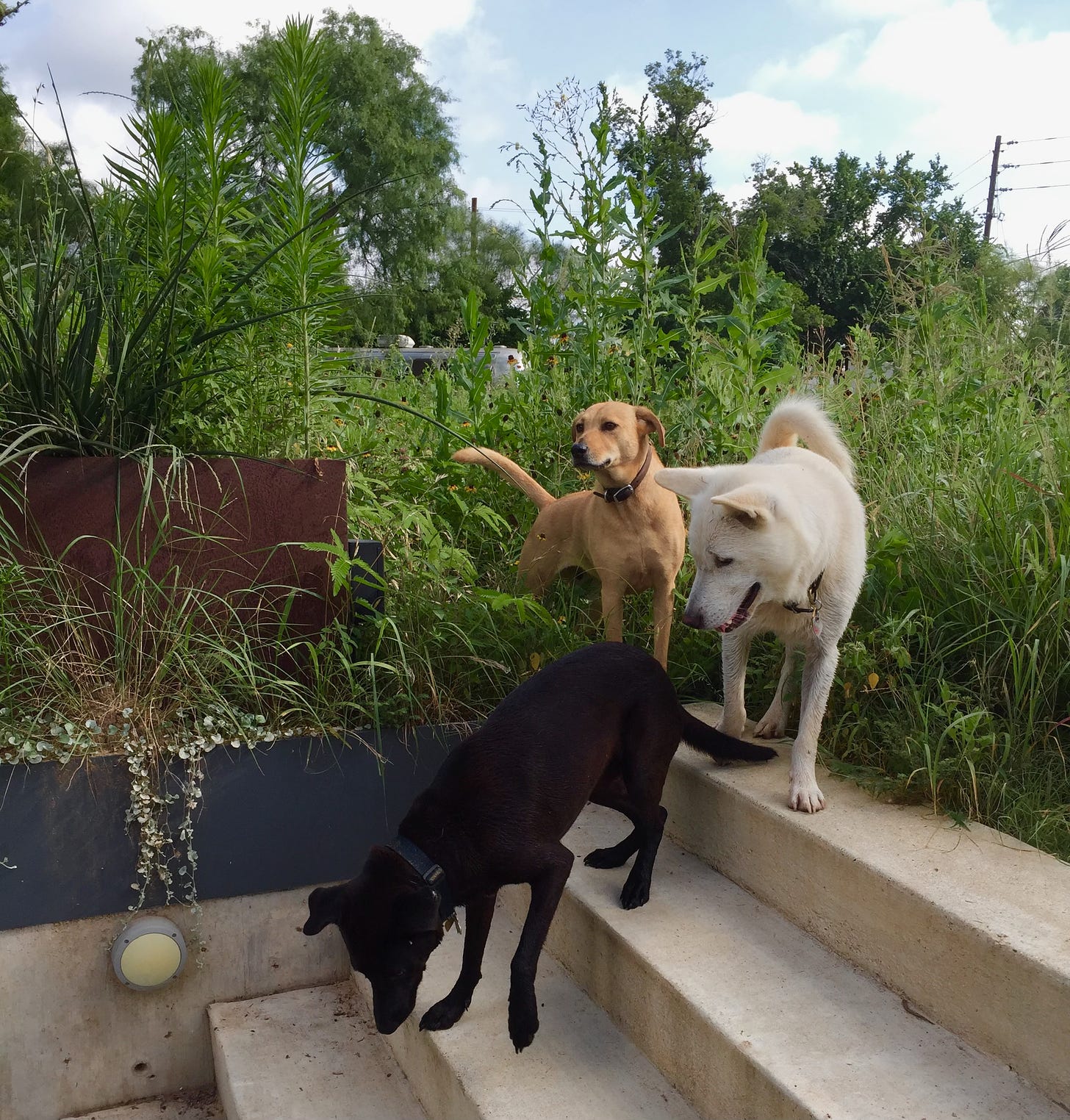 Three dogs in a wild yard