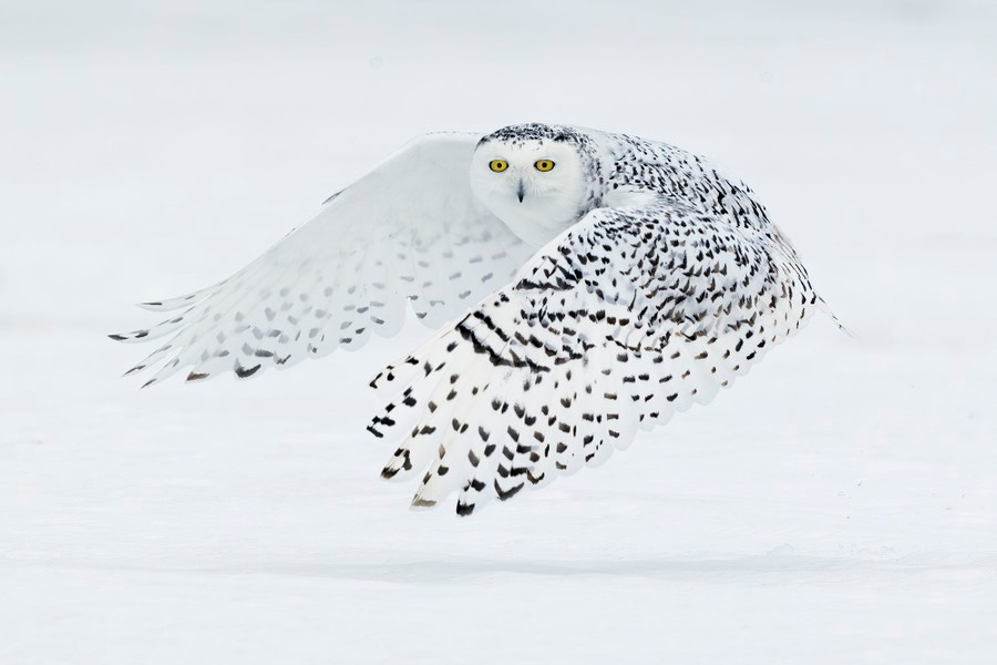 A white owl flies above snow-covered ground.