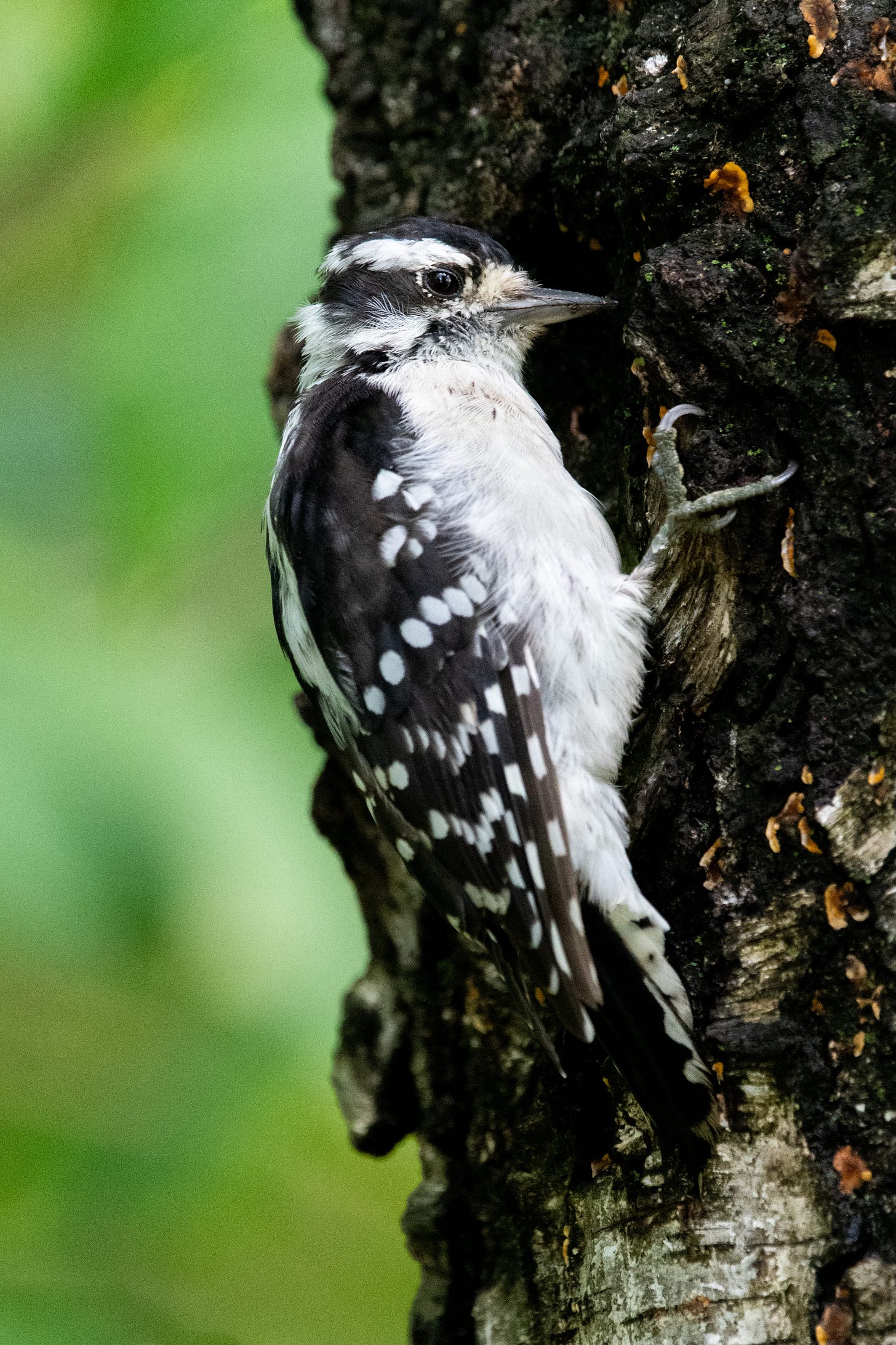 A small bird with a black-and-white-striped head, a white breast, and black wings with white polka dots hangs vertically on a tree trunk, in which it is digging for grubs