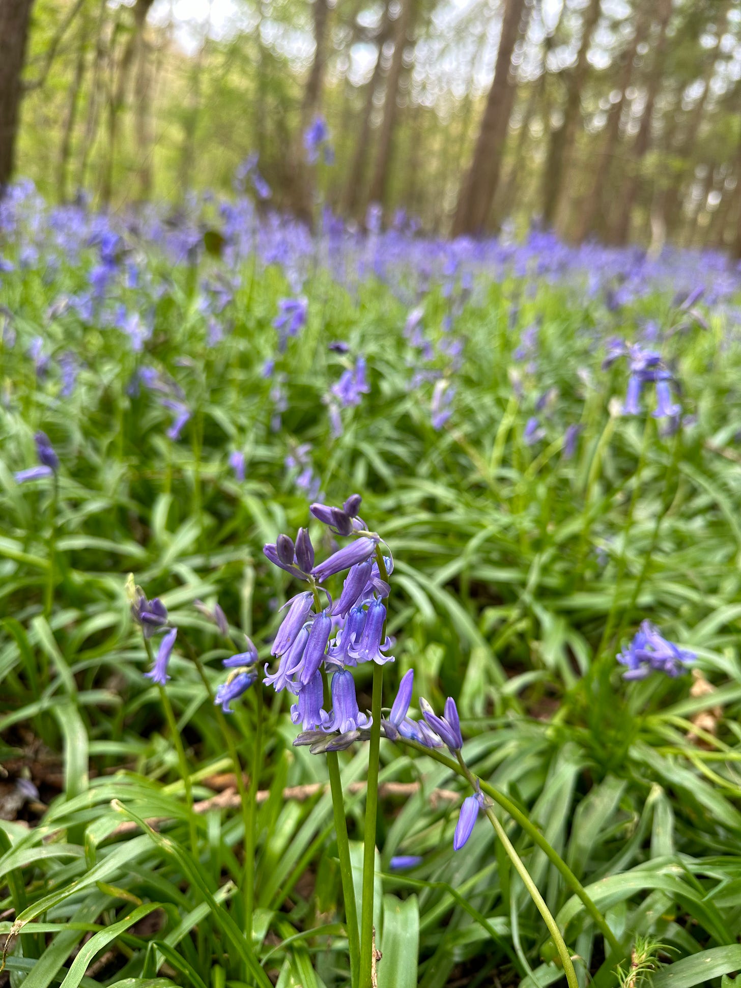 Image shows bluebells in a wood