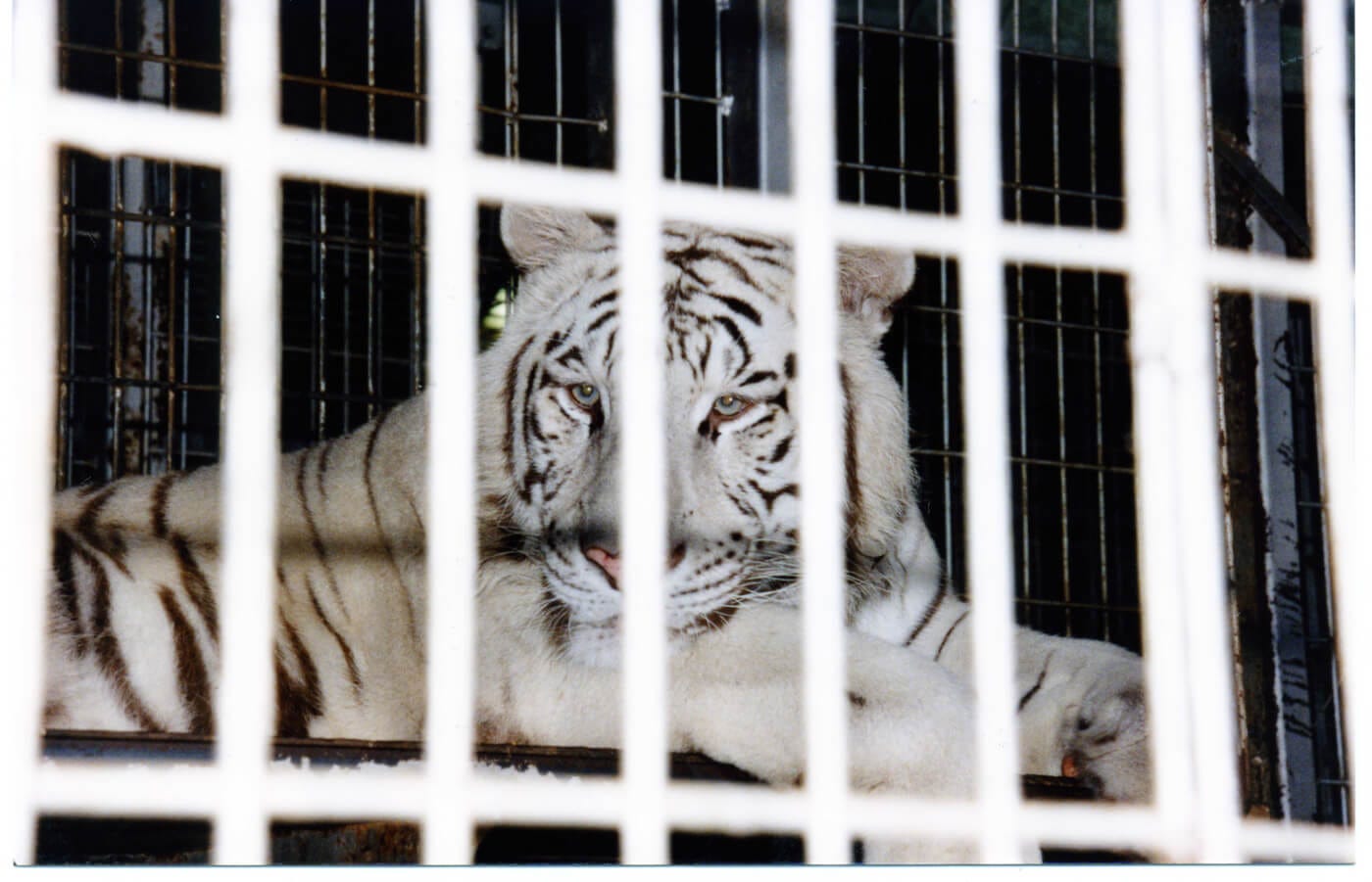 White tiger in cage