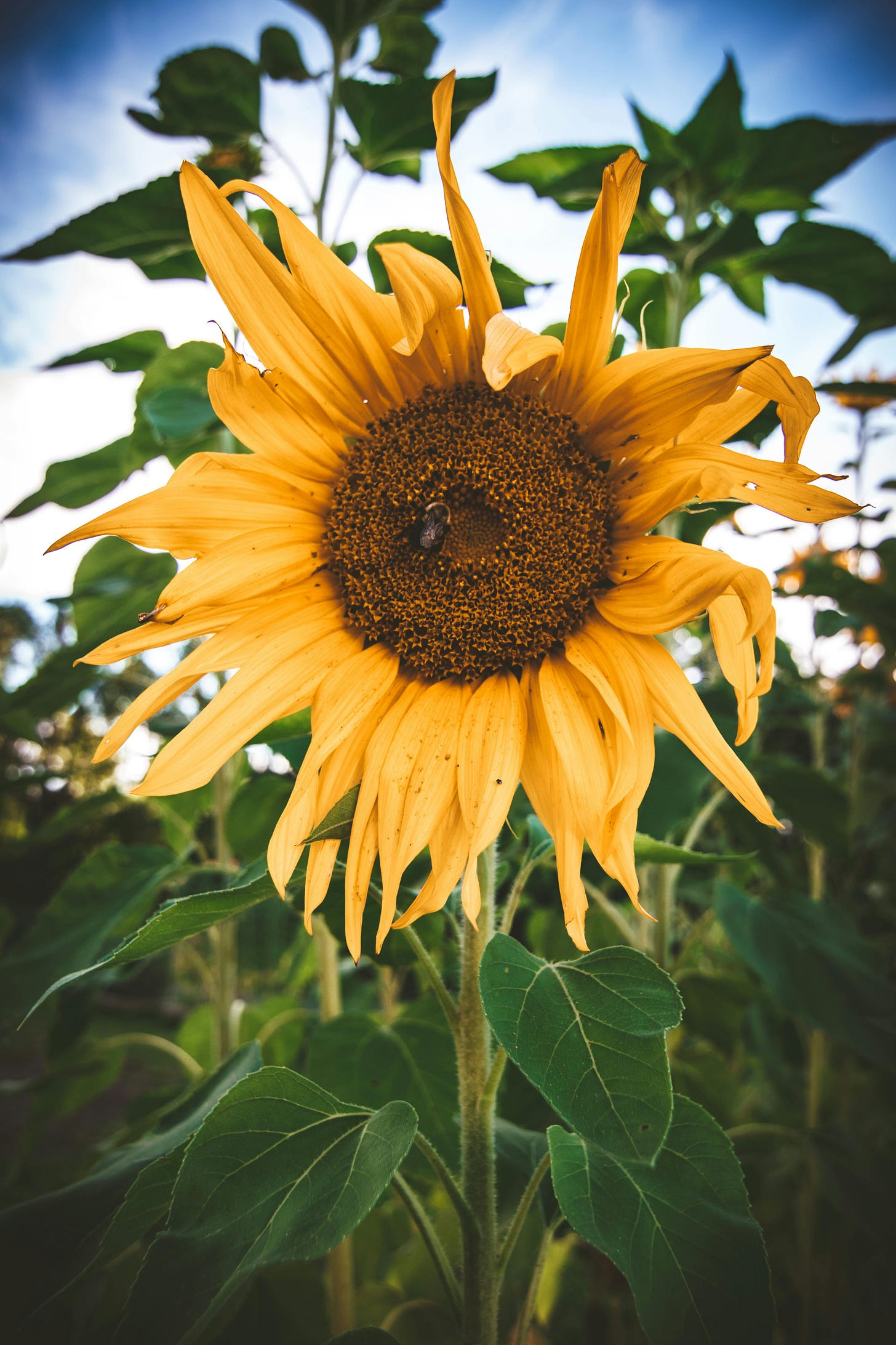 picture of imperfect sunflower