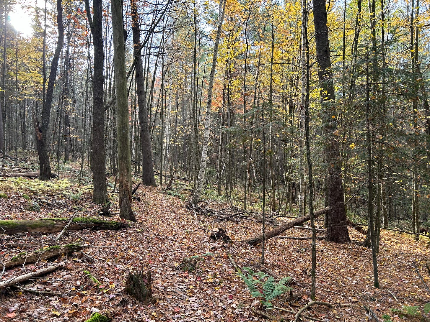 A New England forest in late fall: birch and pine trees, some yellow leave still on trees, but mostly brown fallen leaves carpeting the forest floor. 