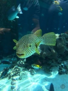 Okinawa Churaumi Aquarium, Japan