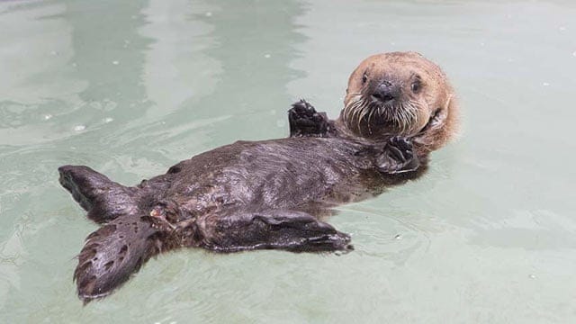 Orphaned otter pup takes a bath at Chicago aquarium after rescue – video |  World news | The Guardian