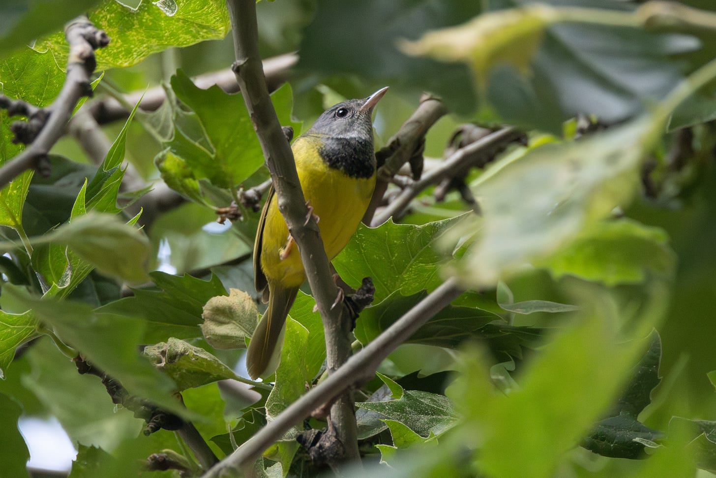 a small lemon-yellow bird with a gray head and black breast perched in a tree looking up.