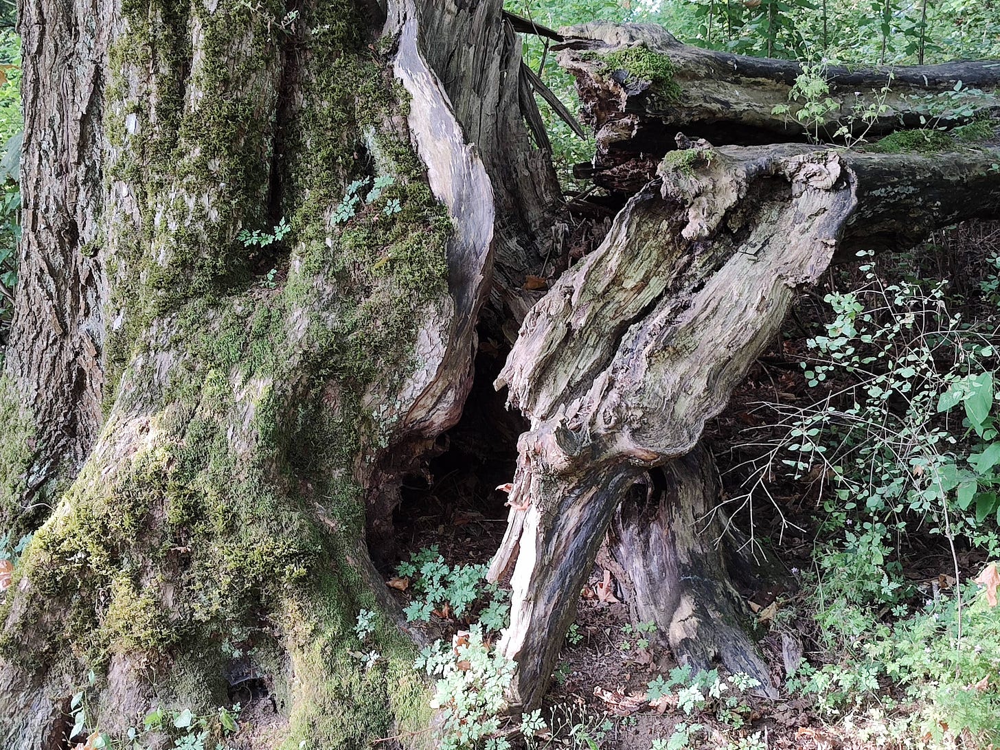 A large mossy cedar that looks as if in an earlier time parts of it were split off and are still lying around/by it. 