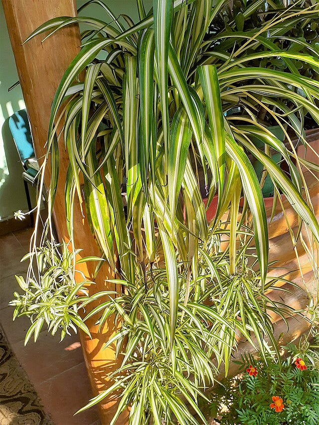 Chlorophytum comosum aka the spider plant, chilling in the sun