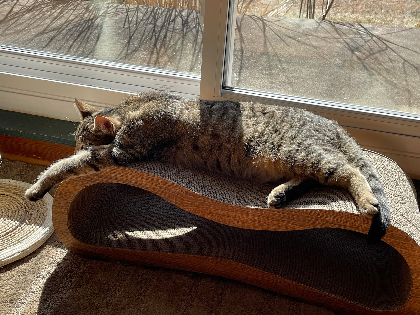 Brown striped cat sleeping on cat couch in front of sunny window