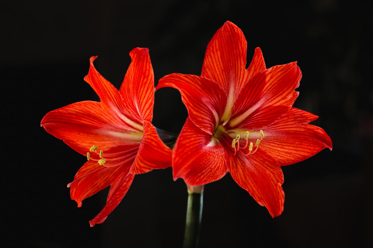 Two red amaryllis blossoms against a black background