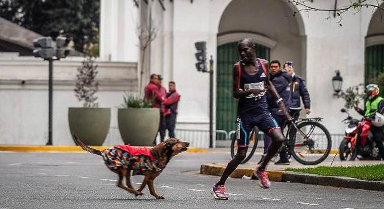 Dog attacks Kenya’s Kimutai Ngeno during marathon as he drops from 1st to 3rd