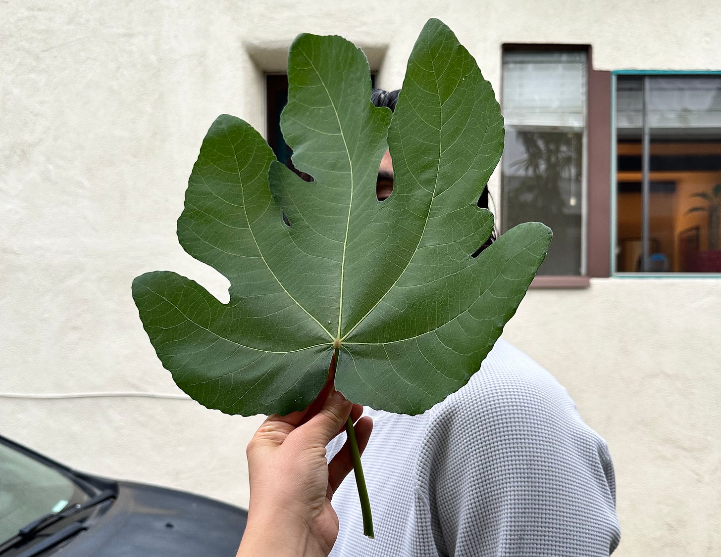 A giant fig leaf