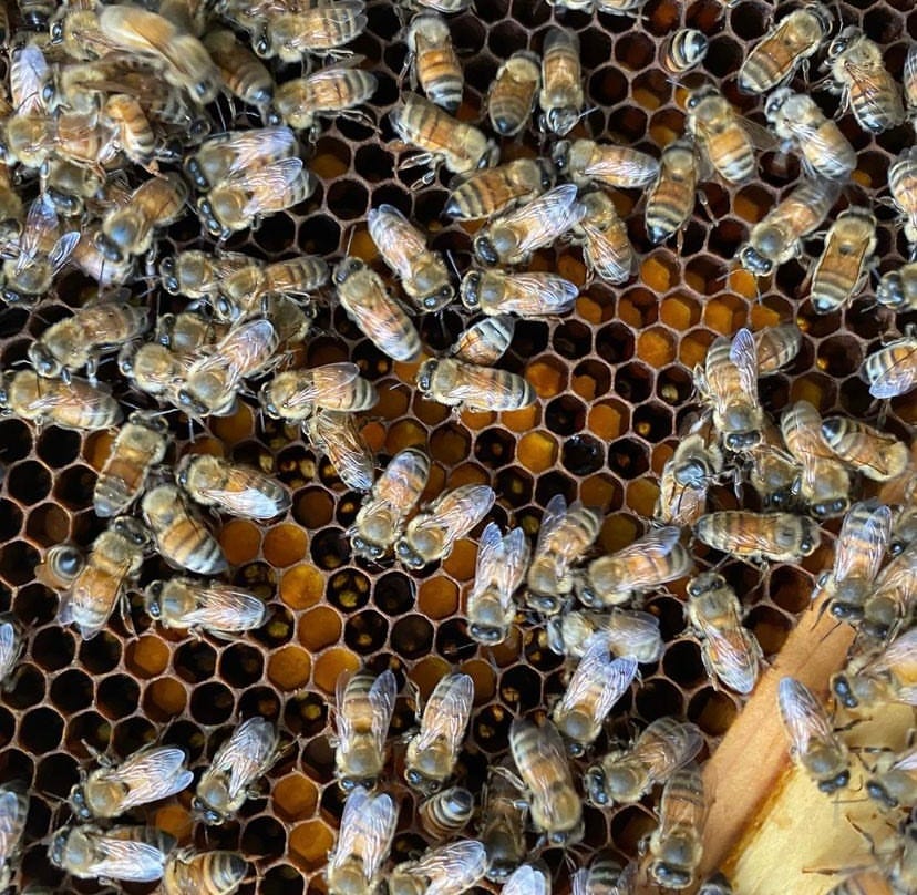 honey bees on comb filled with yellow pollen