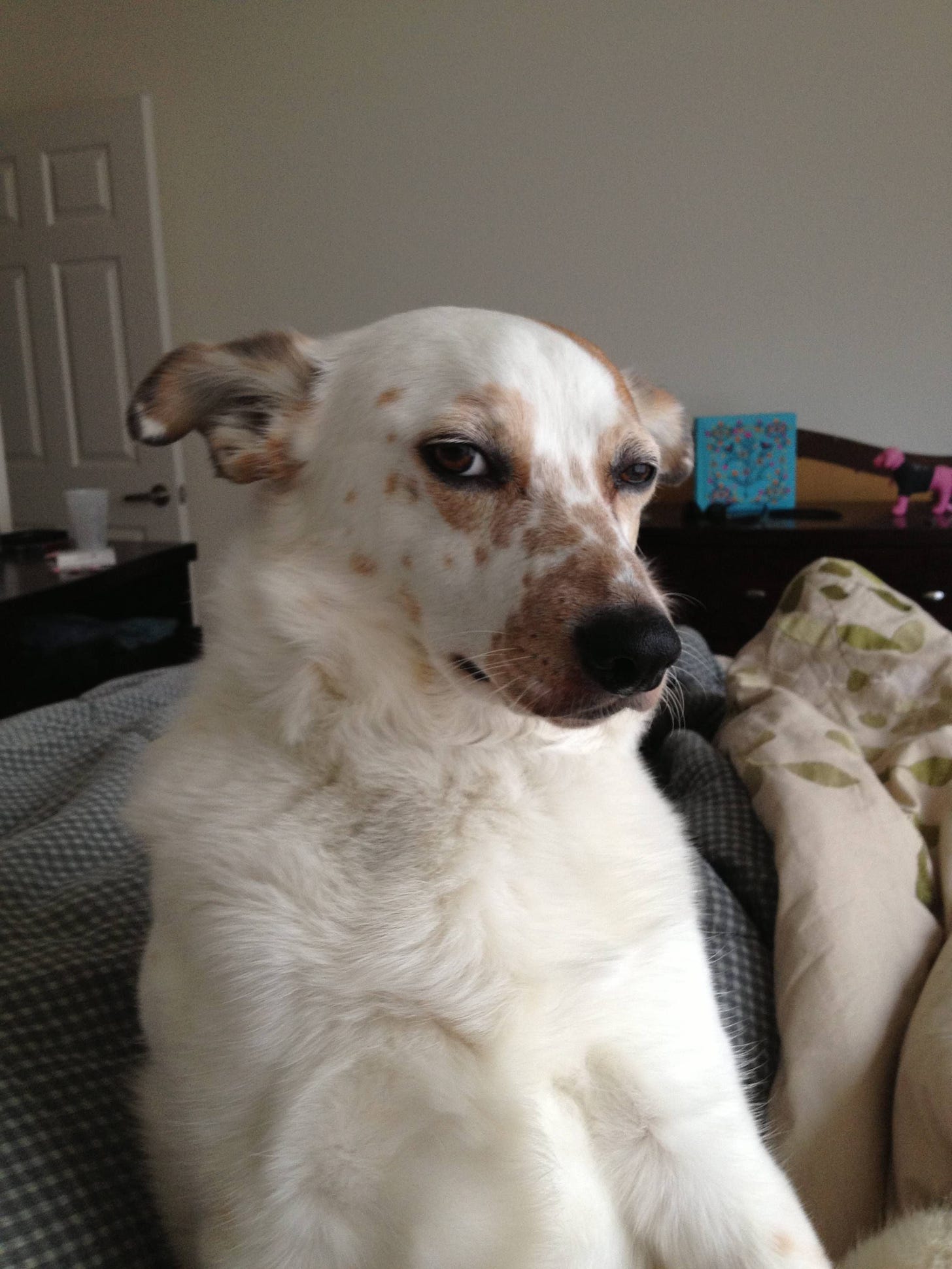 Skeptical dog is skeptical. | Skeptical dogs, Dogs, Dog expressions