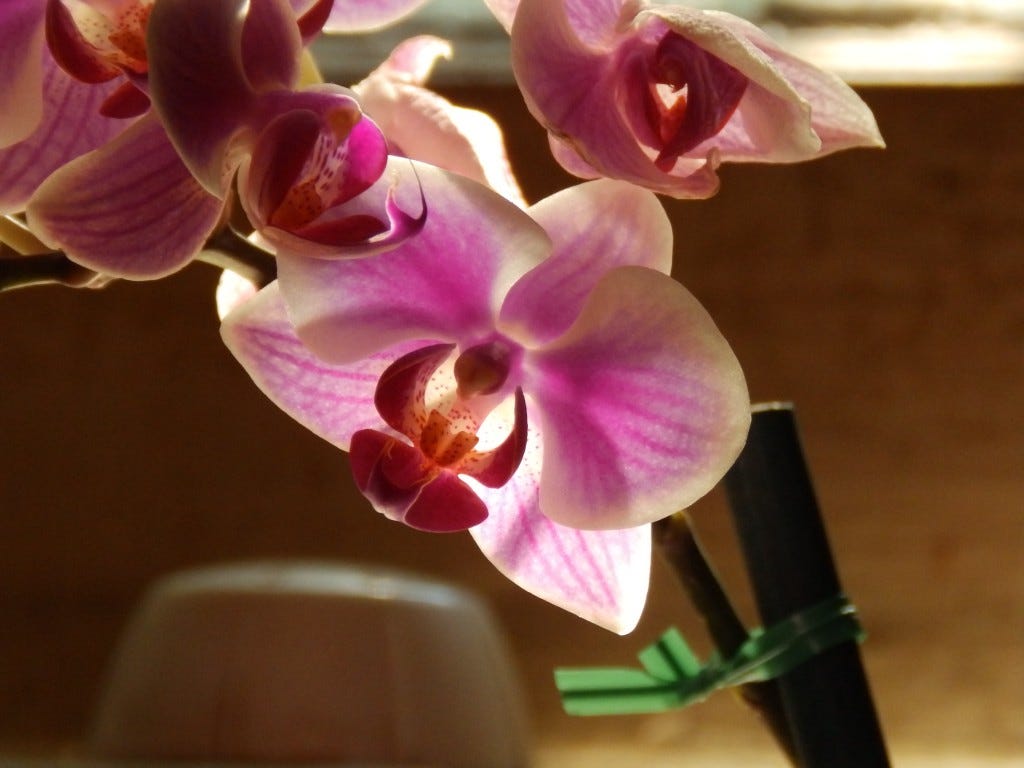 orchid