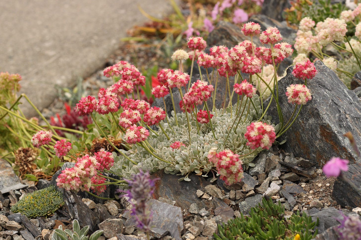 Eriogonum ovalifolium var. nivale. Photo by Paul Spriggs