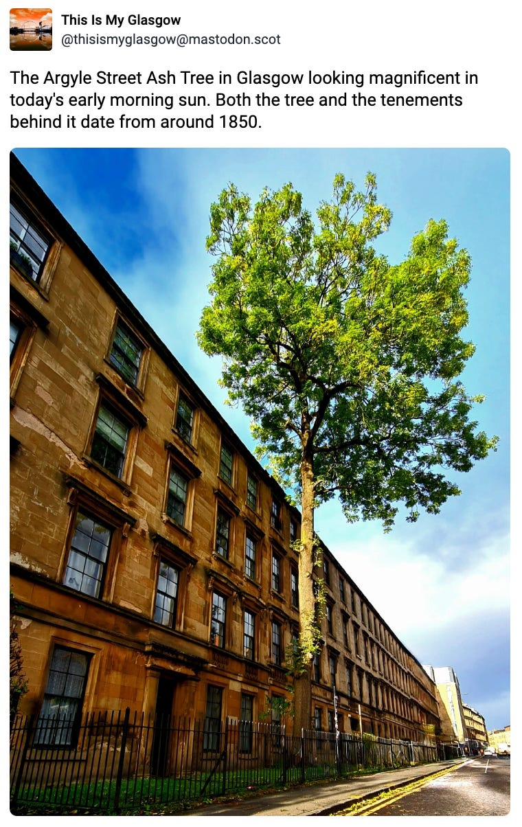 The Argyle Street Ash Tree in Glasgow looking magnificent in today's early morning sun. Both the tree and the tenements behind it date from around 1850.