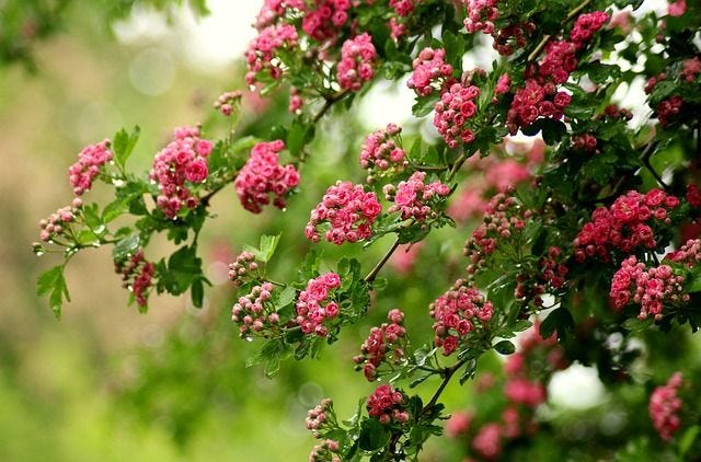 Free Hawthorn Flowering photo and picture